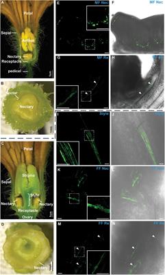 The Role of Sugar Transporter CsSWEET7a in Apoplasmic Phloem Unloading in Receptacle and Nectary During Cucumber Anthesis